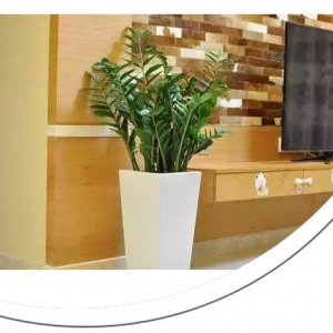 养花的人大多长寿！这4种植物，养人又旺宅，可惜总有人忽视了！