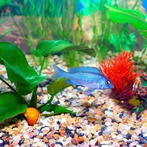 阳宅形煞、口诀、风水鱼——背会能成半个风水师