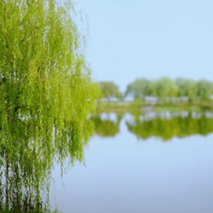 名字中带“柳”字容易招鬼？没错，家不种柳，名不带柳！