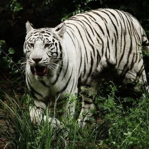 白虎凶煞，如何化解？附化解符咒