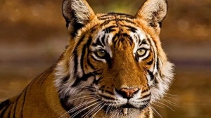 壬寅年的秘密，2022水火既济，办事可大功告成！