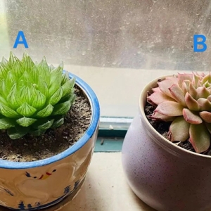 2024甲辰年丁卯月运(2024.3.5—2024.4.3）甲木日主运势指南