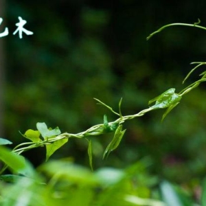 2024年己巳月运之乙木日主运势指南5月5日—6月4日