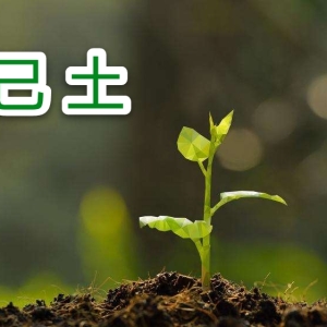 2024年己巳月运之己土日主运势指南5月5日—6月4日