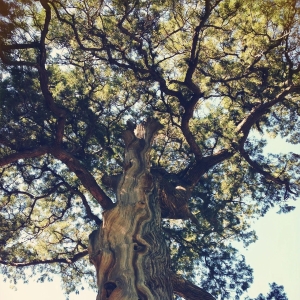 2024年壬申月乙木日主运势指南8月7日—9月6日