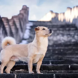 五大镇宅旺主的灵性宠物，不能不知道！